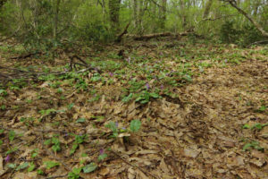 カタクリの花：村山市の甑岳（こしきだけ）