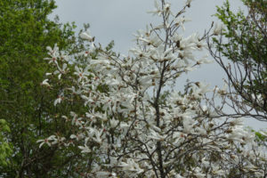 たむしばの花：村山市の甑岳（こしきだけ）