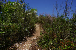 たむしばの花びら：村山市の甑岳（こしきだけ）