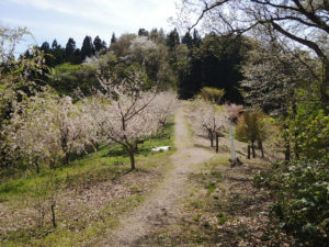 桜が植樹されてきれい：山形市の長谷堂城跡公園を歩く － 2018年4月