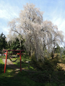 桜は散りはじめ：山形市の長谷堂城跡公園を歩く － 2018年4月