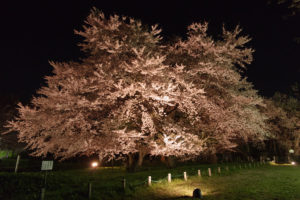 公園中央のソメイヨシノを南西から：お達磨の桜 － 2019年