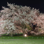 お達磨の桜（夜桜） － 2019年