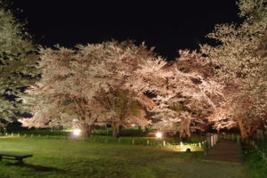 通路の右側に天然記念物のエドヒガン：お達磨の桜 － 2019年