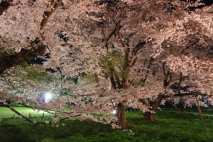 公園中央のソメイヨシノを北西から：お達磨の桜 － 2019年
