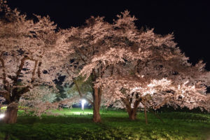 公園中央のソメイヨシノを西側から：お達磨の桜 － 2019年