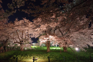満開のソメイヨシノ：お達磨の桜 － 2019年