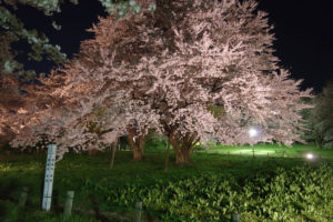 「達磨寺」遺跡とある：お達磨の桜 － 2019年