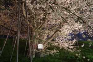 天然記念物のエドヒガン：お達磨の桜 － 2019年